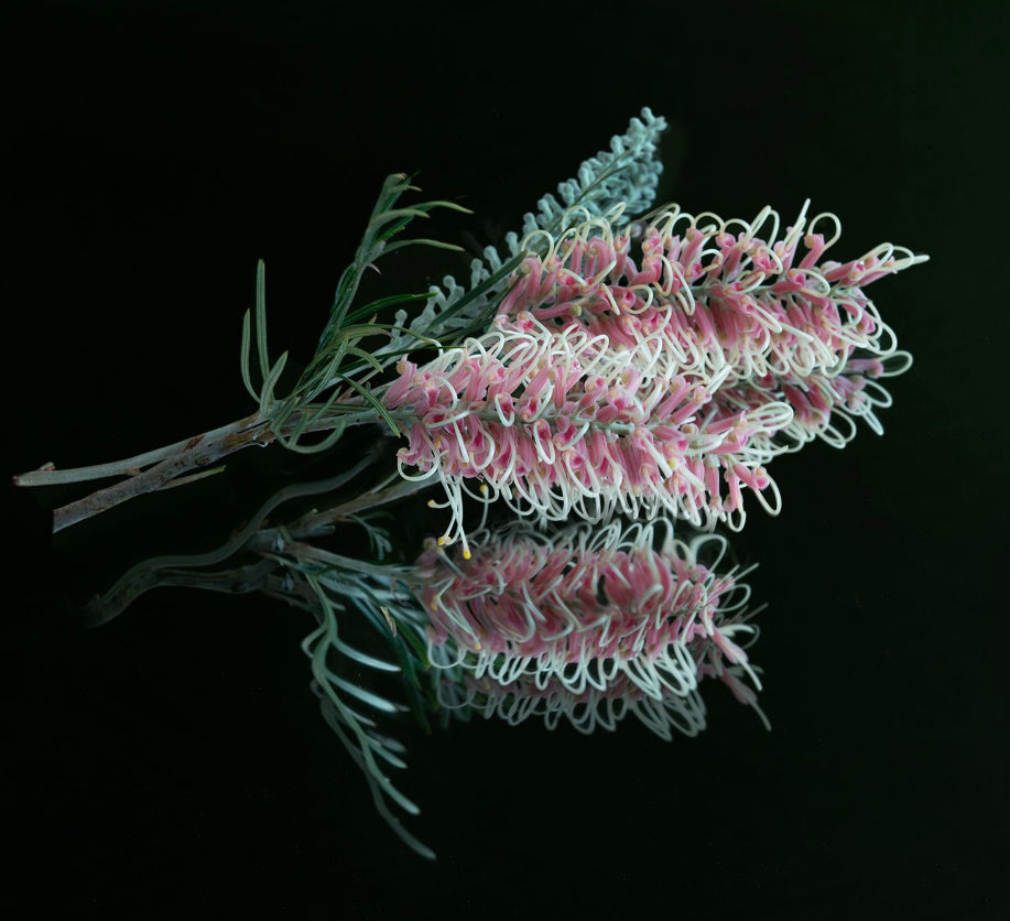 GREVILLEA